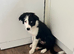 Intelligent Border Collie Puppy Seeking a Loving Home!