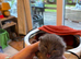 7 blue/grey British Shorthair kittens for sale