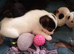 Small chihuahua x small jack Russell puppies