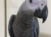 Super tame baby African grey set up