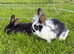 Lionhead cross Rabbits