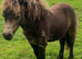Registered miniature Buckskin Yearling Gelding