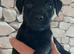 Beautiful patterdales.