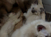 Pure ragdoll kittens