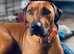 Rhodesian Ridgeback Pups