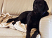 Beautiful Black Labrador