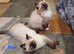 Stunning GCCF Registered Ragdoll Kittens.