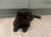 Chocolate Male BSH