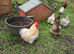 Pekin bantam fertile eggs