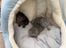 Scottish fold kittens
