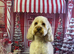 Beautiful cockapoo puppy