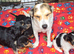 Jack Russell puppies