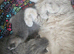 Blue and Blue Golden British shorthair