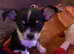 Apple head chihuahua bitch pup