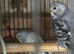 5 beautiful baby budgies 7 months old