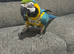4-5 year old B&G macaw