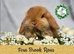 Vaccinated Mini Lop