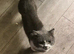 British short haired kittens ready