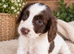Cocker spaniel pups