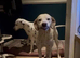 Lemon Spot Male Dalmatian