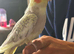 2 Bonded 5 Month Old Semi Tame Cockatiels