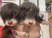 Mini micro ferrets