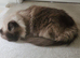 Persian ragdoll