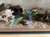 Tank for ants, beetles, scorpions or other inverts - Ant keeping supplies | animals enclosure