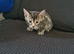Bengal kittens