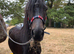 A very special little pony looking for her next little person.