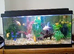Fish tank and five goldfish.