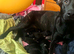 Mali X collie puppies
