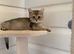 BSH Kittens Rare to UK Shaded colours