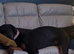 3 year old Doberman for sale