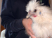 4 silkies