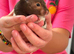 2 female hampsters
