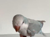 Baby Quaker Glasgow
