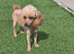 Red/Apricot Toy Poodle