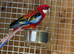 Rosella