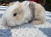 Four gorgeous mini lops for sale