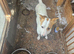 Jack Russell