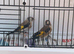Males goldfinches available