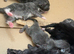 Litter off 7 beautiful babies