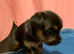 Yorkie/Chihuahua