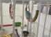 Pacific Blue Parrotlet,