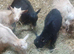 Lovely Goats