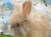 3 Angora Boys Ready Now