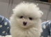 Full Pedigree Pomeranian puppies
