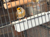 Goldfinch and Mules