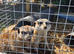 Meerkats
